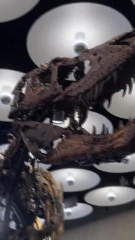Scheletro di Nanotyrannus venduto all'asta a New York per 47,3 milioni di dollari