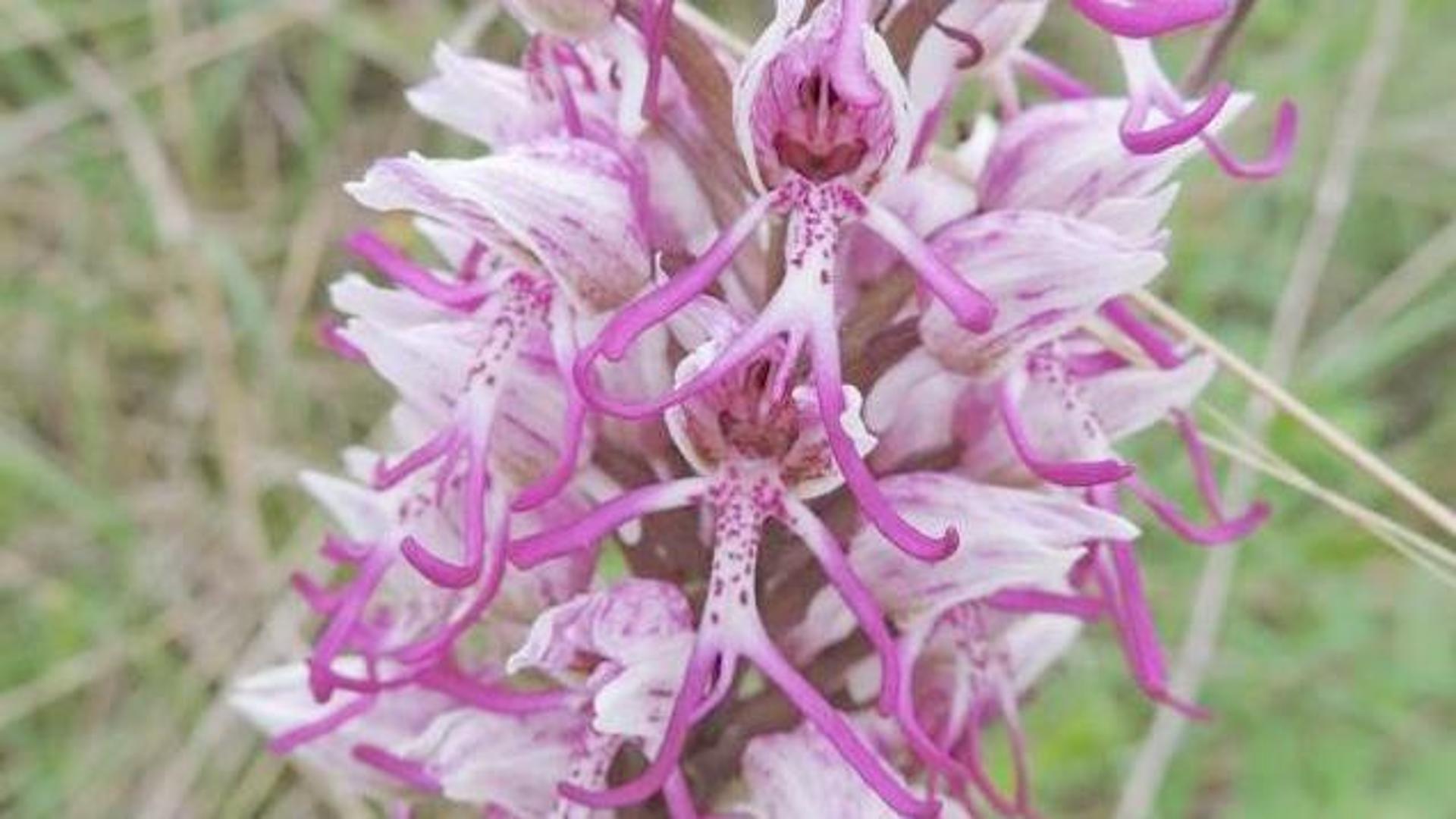Le Orchidee Spontanee Dei Colli Euganei Rischiano Di Sparire Ecco Il 