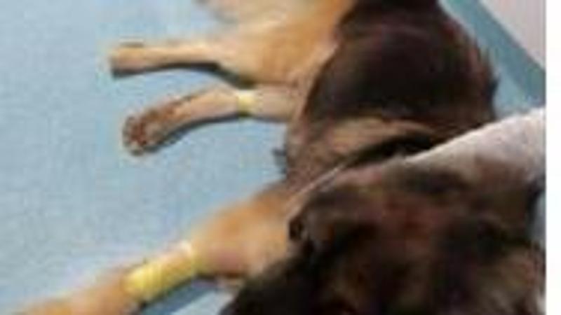 Cani donatori di sangue per salvare Zeus - Il Mattino di Padova