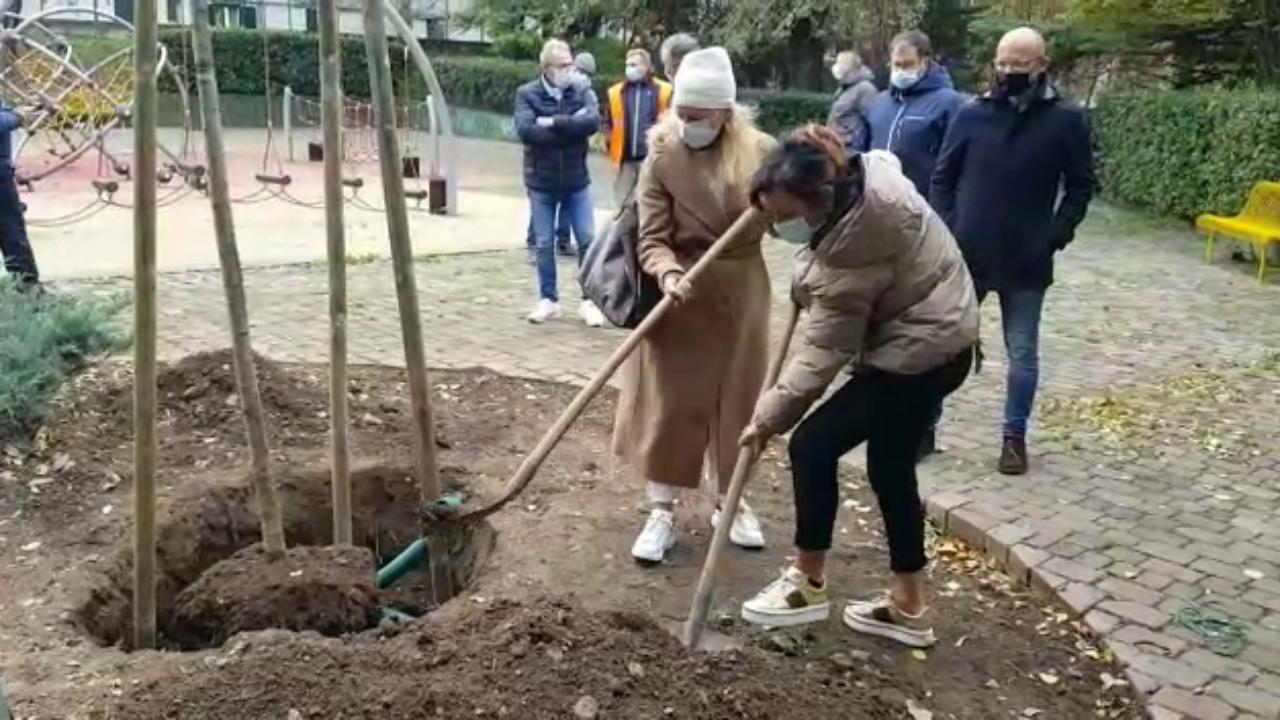 Piantato Un Ciliegio Per La Festa Dell albero A Trieste Il Piccolo